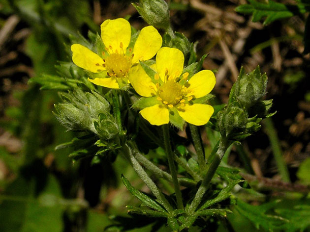 ������� ��������� / Potentilla argentea