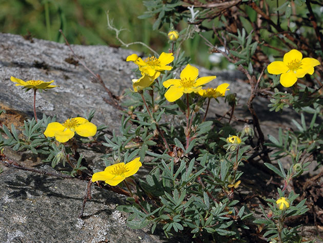 �'��������� ������������ / Pentaphylloides fruticosa