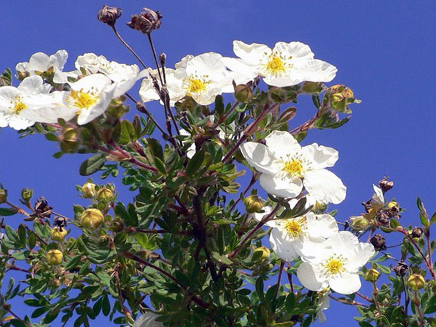 ���� �������