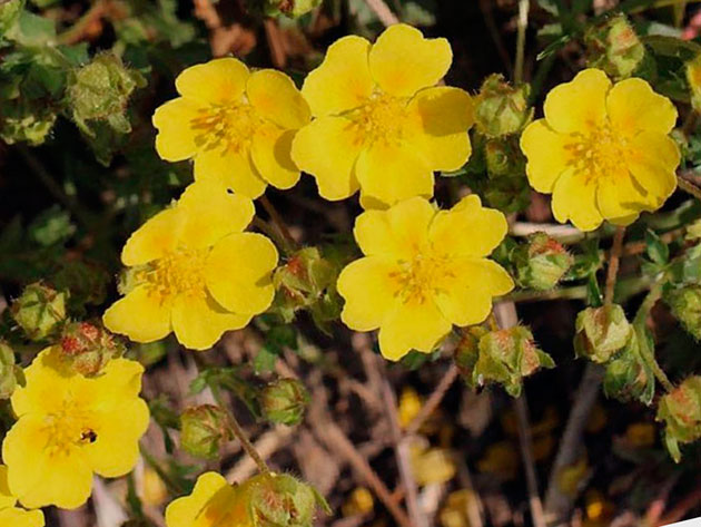 ������ ������� �������