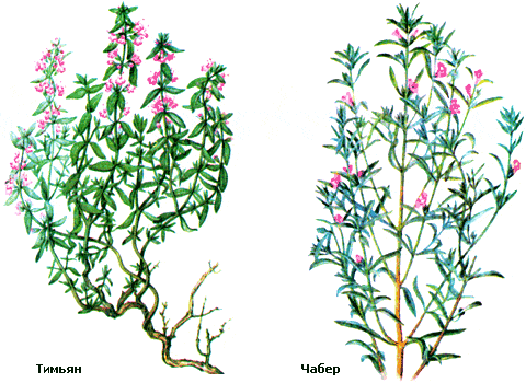 ������, �����