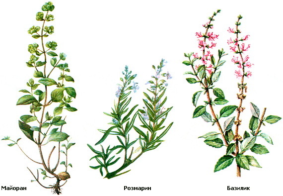 �������, ��������, �������