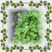 ����� ��������