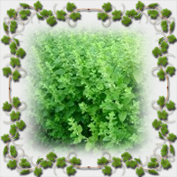 ����� ��������