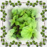 ����� ��������