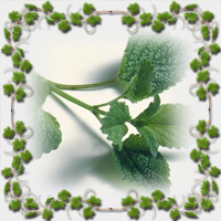 ����� ��������