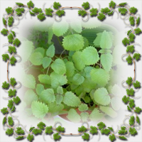 ����� ��������