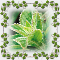 ������� �'���