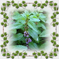 ������� �'���