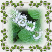 ������� �'���