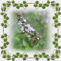 ������� �'���