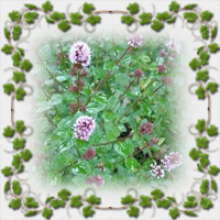 ������� �'���