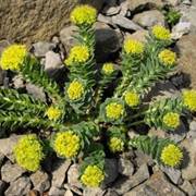 Rhodiola rosea