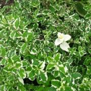 Mentha suaveolens 'Variegata'