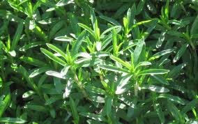 ����� �����������