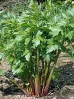 �������� �����������