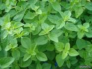 ������� �����������