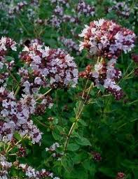 ��������� �����������