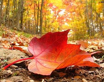 ֳ���� ���������� ���