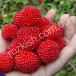 ������ � ������