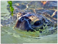 �������. ����, ����. 