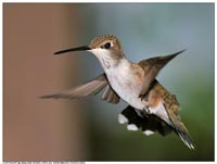 ����� - ��������� ������