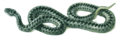 ������ �������� (Vipera berus)