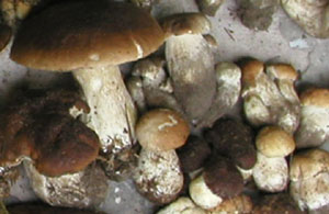 ���� ��������