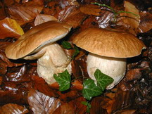 ��� �� � ���� ��� �����