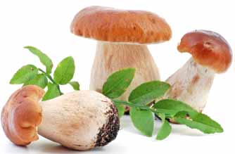 ����� ������