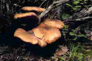 ��� �����