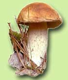 ������� ������