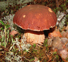 ��� ������