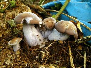 ����� ������������