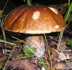 ��� ��� ��������