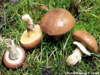 ������� ��