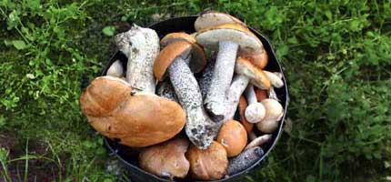 ����� - �������