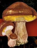 ���� ��������