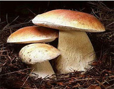 �������� �� ���� �����