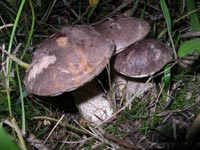 ��������� �����