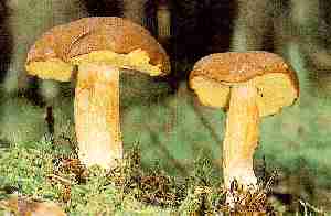 ������� � ³���䳿 