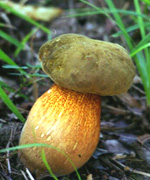 ����������� �����