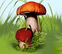 ��������� ��� �����