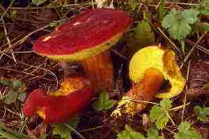 �������� ������ �����