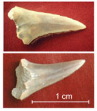 ��� �����